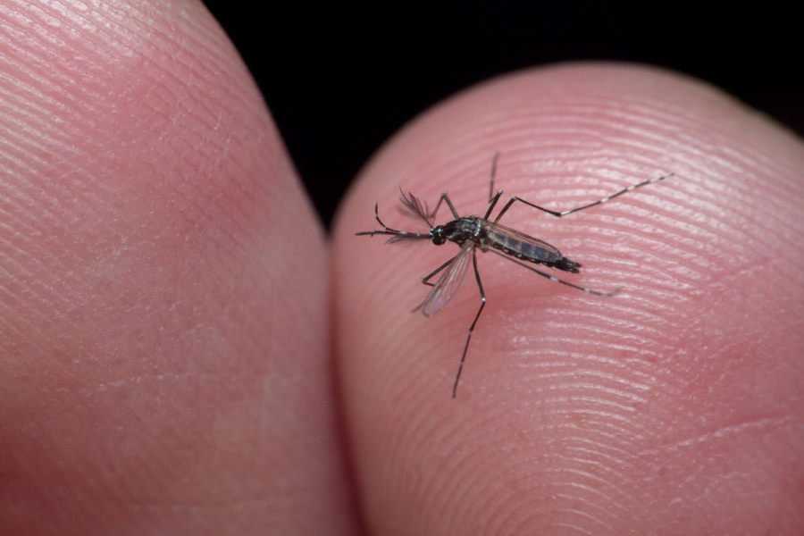 Secretaria de Saúde do estado reforça ações de prevenção à dengue nas nove regiões do RJ